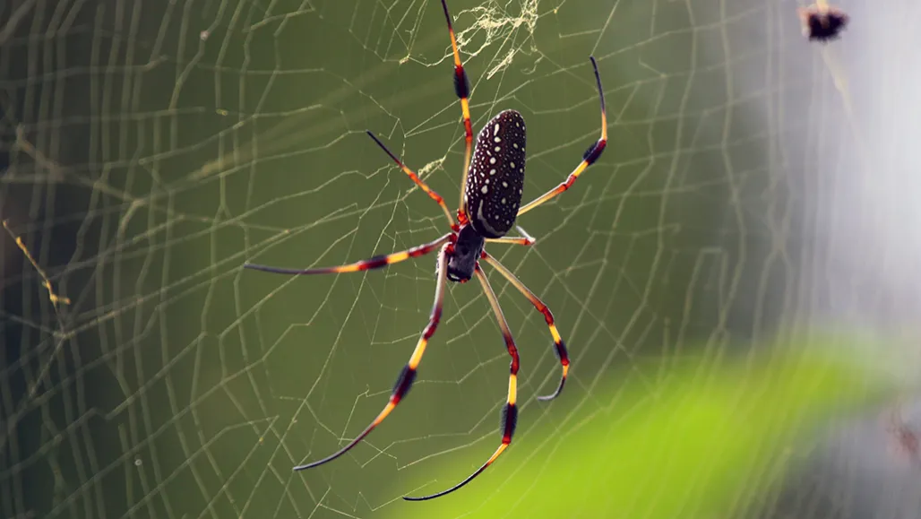 Why You Should Never Kill a Spider in Summer, According to Experts!