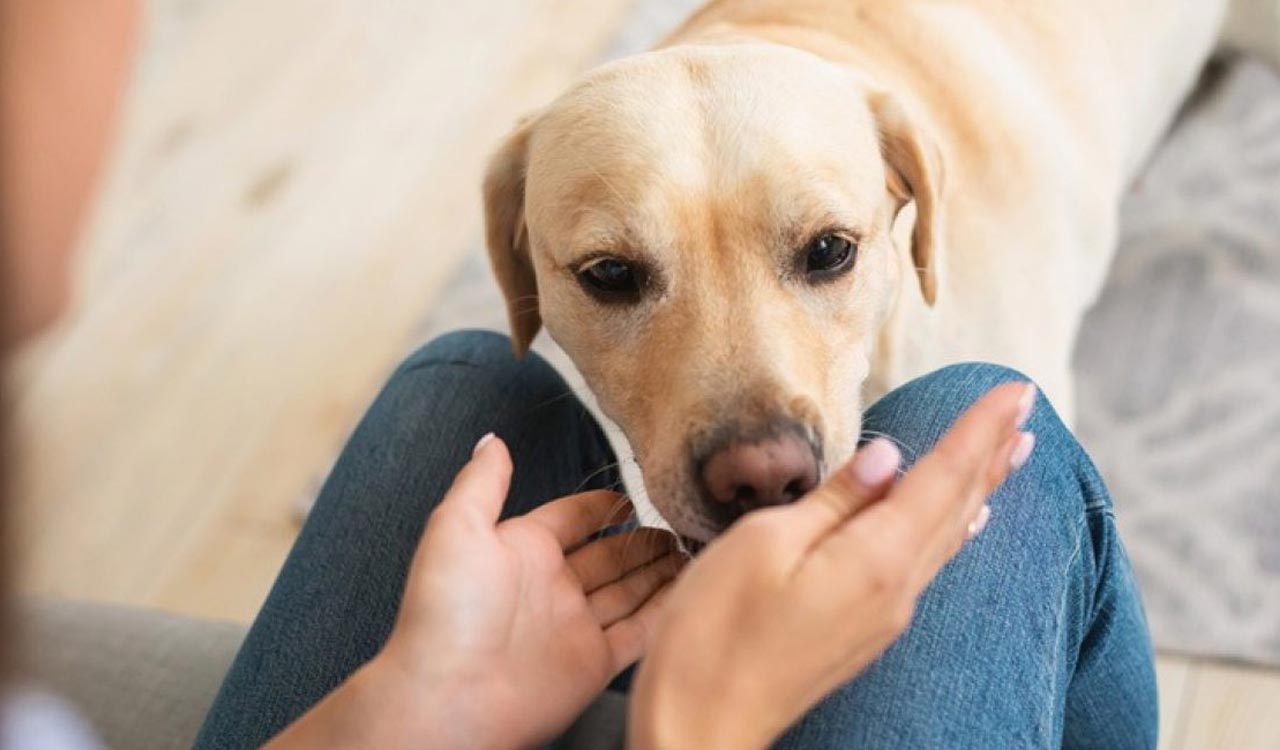 Hyderabad airport introduces therapy dogs to calm anxious flyers!