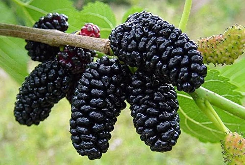 Say goodbye to dark spots, mulberry’s got you covered