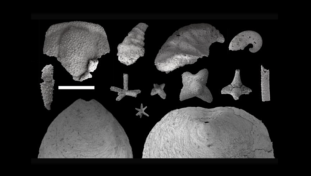 What lived 600 million years ago? These new fossils change everything we knew