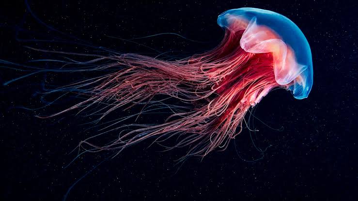 These six animals do not have bones in their body!