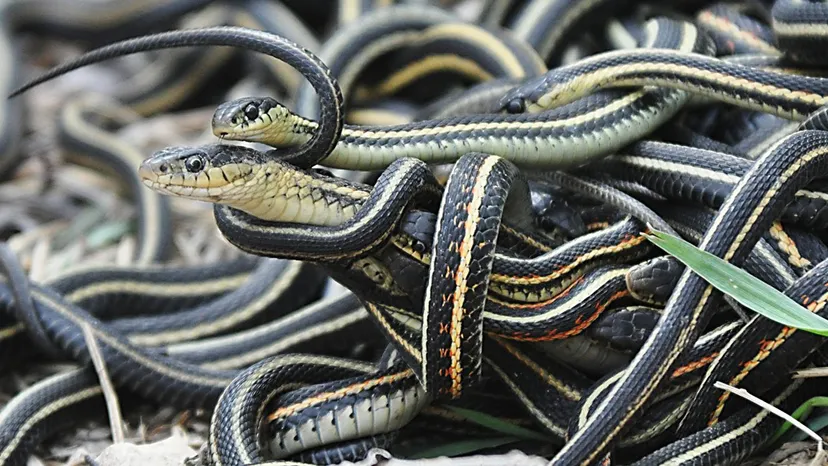 Snakes Also Go To Honeymoon!