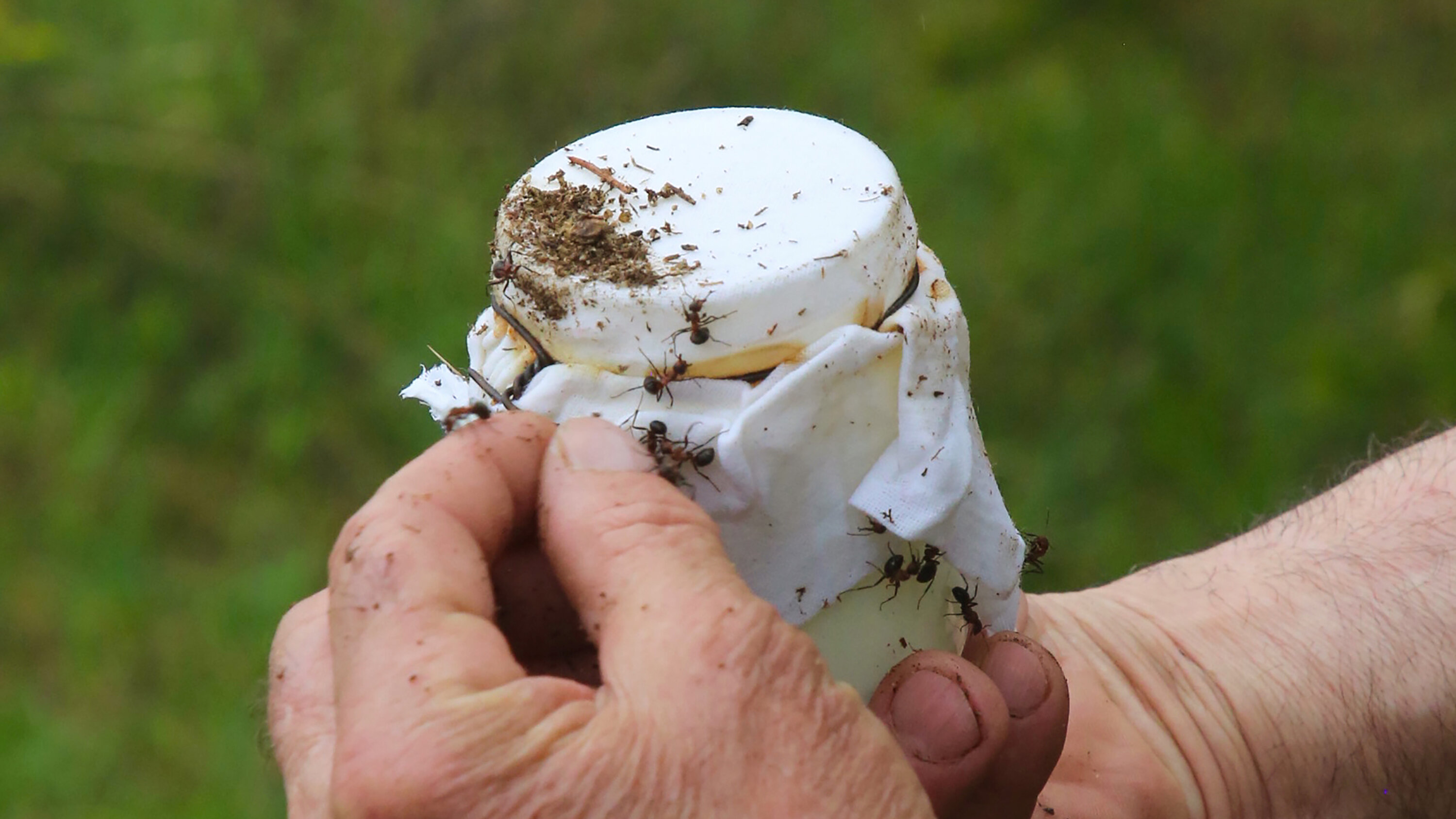 Scientists made yogurt with ants - the taste will shock you!