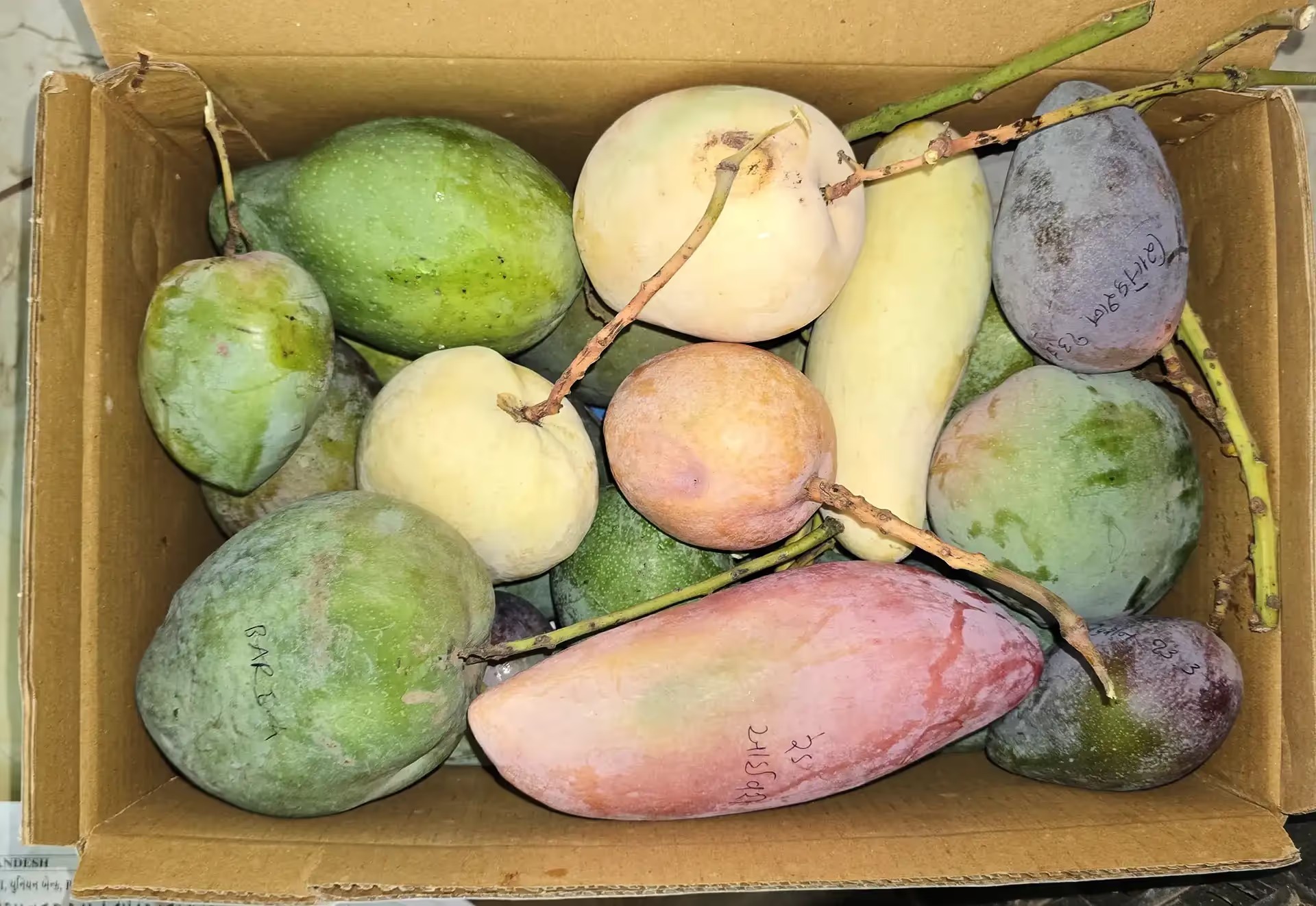 300 types of Mangoes in one Orchard? You have to see this!