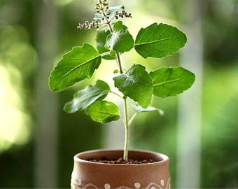 More than just greenery, sacred plants that sustain India’s culture