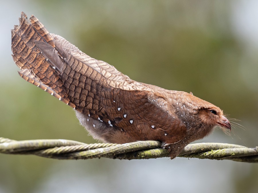 This bird flies in total darkness!