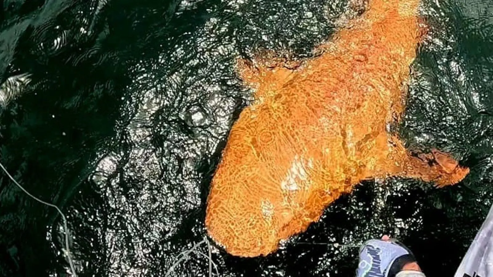 First-ever orange-shimmering nurse shark spotted in Caribbean waters!
