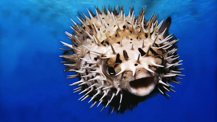 India’s First Confirmed Pufferfish Poisoning Raises Alarm!