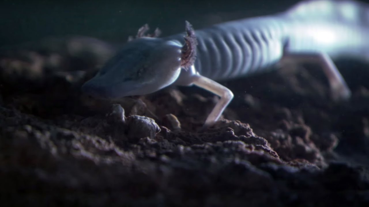 Meet the animals that have never seen sunlight in their lives!