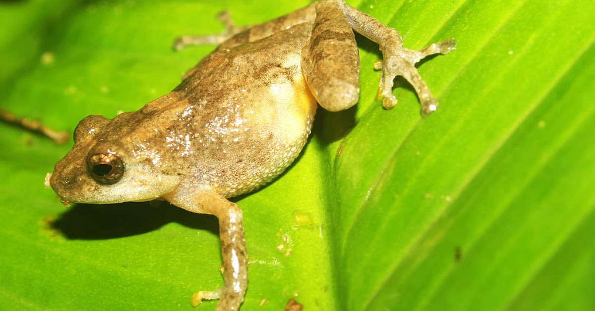 New frog species in Meghalaya link nature and Khasi culture!