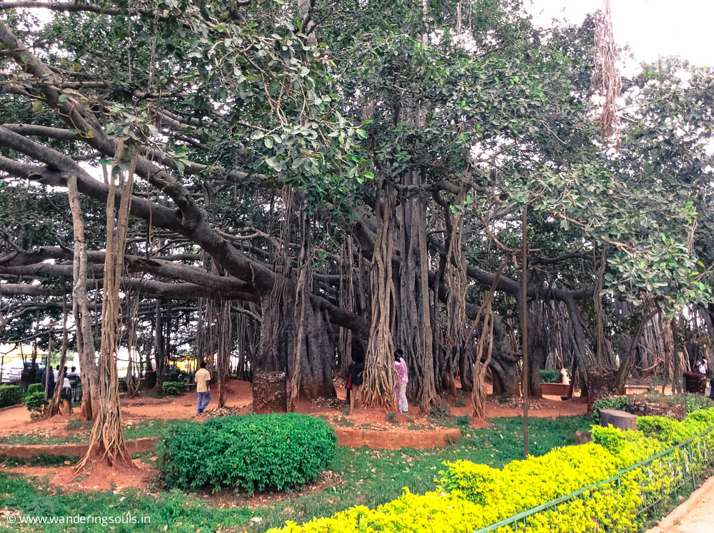 Bengaluru hides forests, forts & secret lakes, bet you’ve missed these 6 escapes!