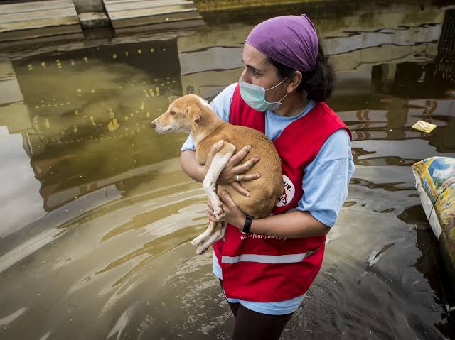 Compassion amid floods: Stray dogs find human kindness!