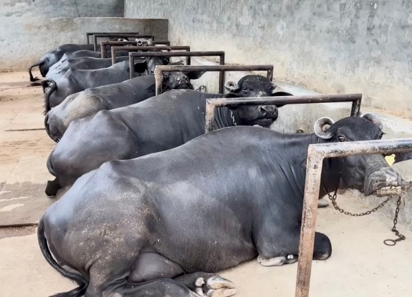 Teen Dairy Entrepreneur Earns ₹6L Monthly With Buffaloes!
