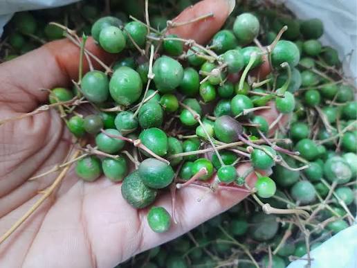 Rajasthan’s Ker Berry: Peril & Survival in Thar!