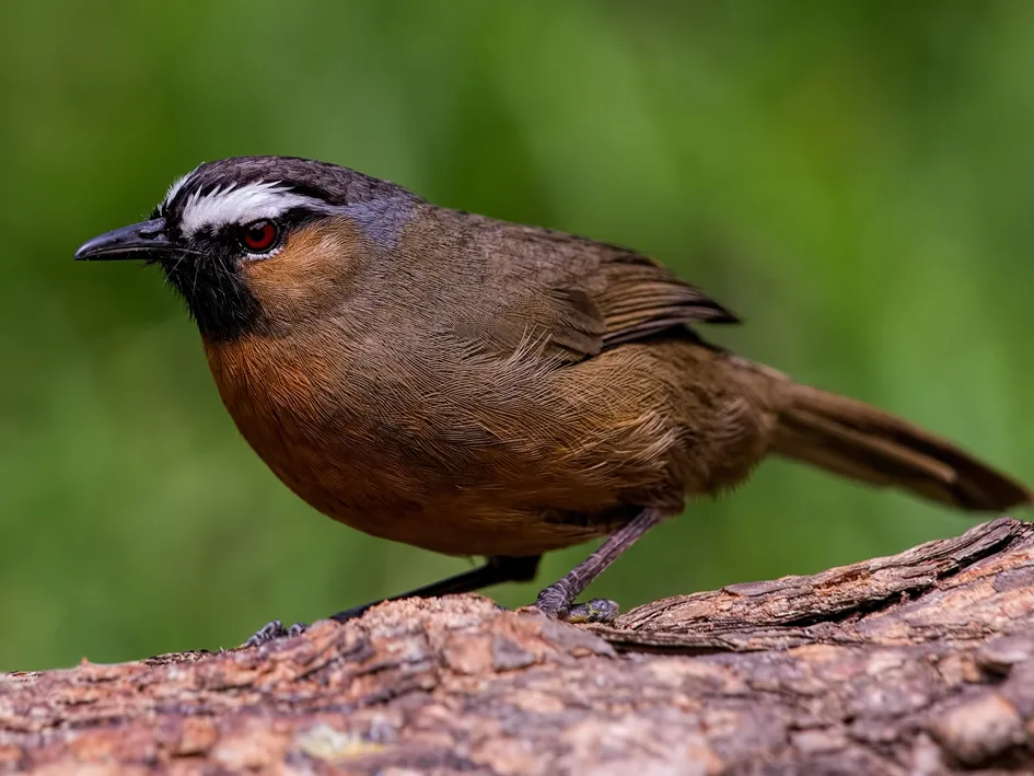 Dead birds hold the key to a secret threatening Nilgiris wildlife…!