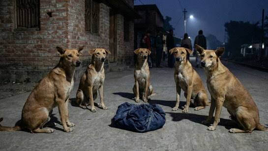 Circle of Hope: Stray Dogs Shelter Abandoned Newborn All Night