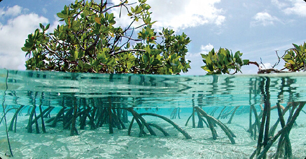 Why Blue Carbon is nature’s hidden weapon 