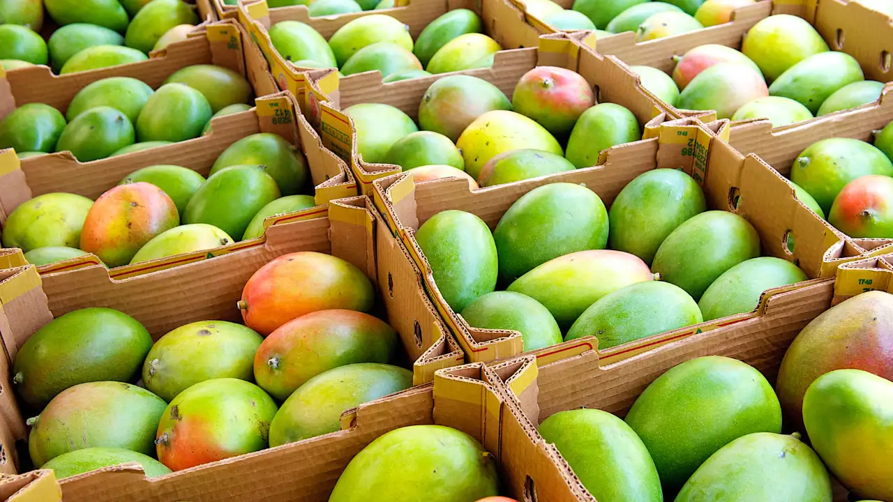 500 Mango varieties take over Delhi at the Khass-ye-Aam Festival