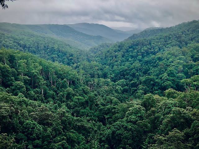 India Hits Ninth Position Globally in Forest Cover!