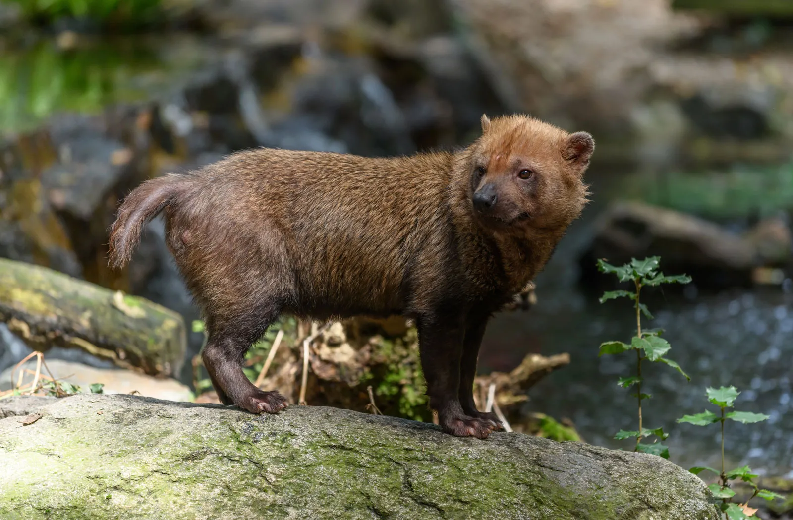Meet one of the rarest and most mysterious animals on Earth!