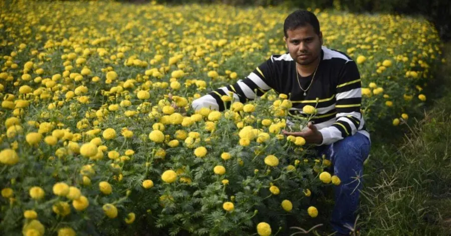 Arup Kumar Ghosh’s Guide to Organic Marigold Farming!