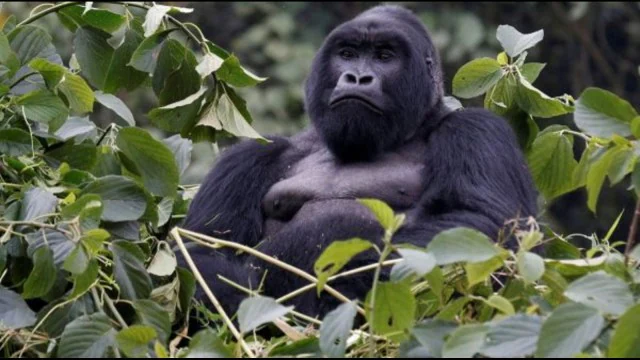 These 7 species may disappear forever… are humans to blame?