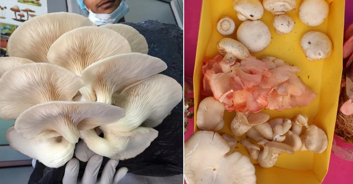 Rajasthan Farmer Builds ₹90 Lakh Mushroom Spawn Business!