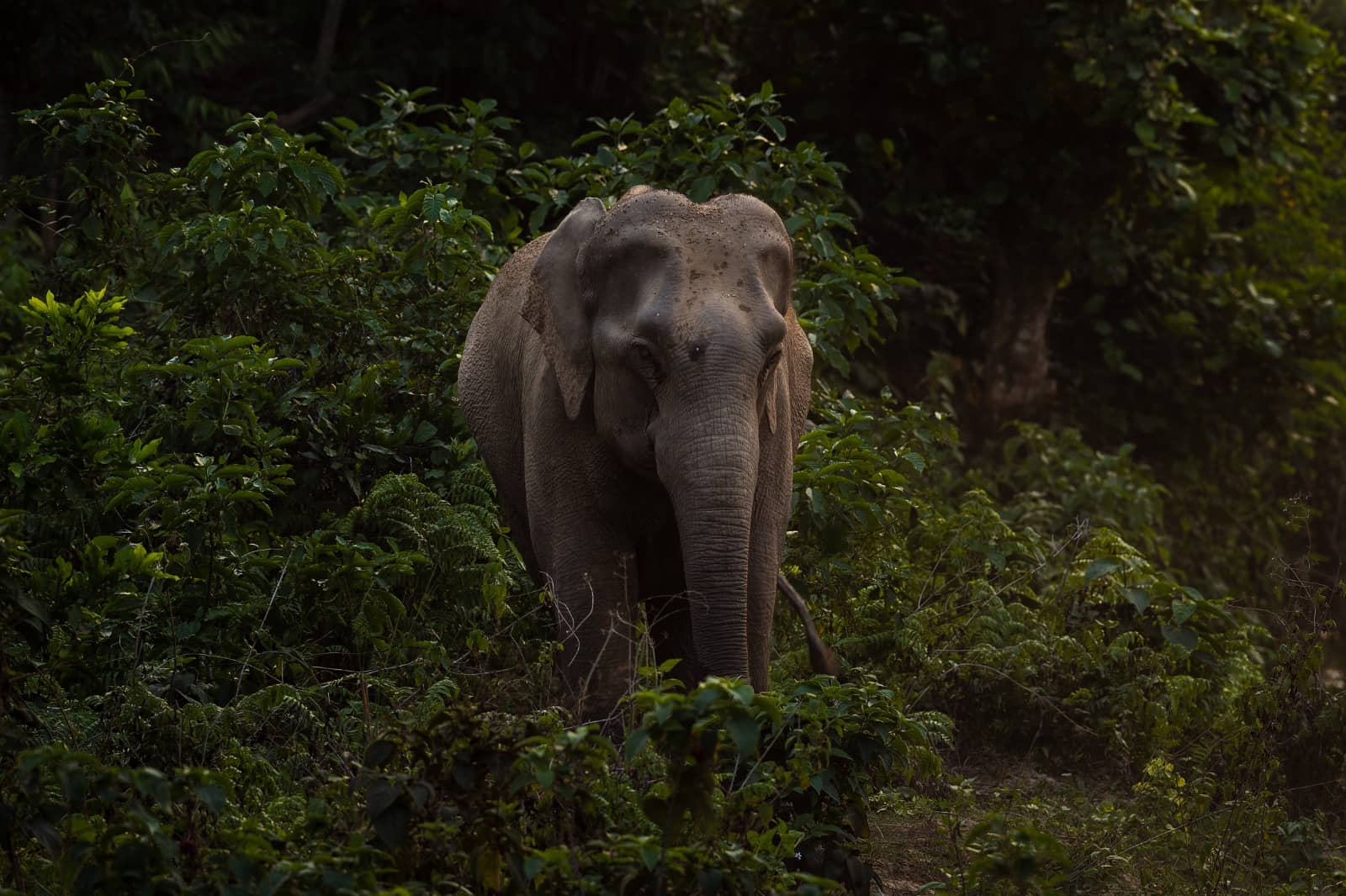 Wake up to elephants: India’s first private biosphere is pure magic!