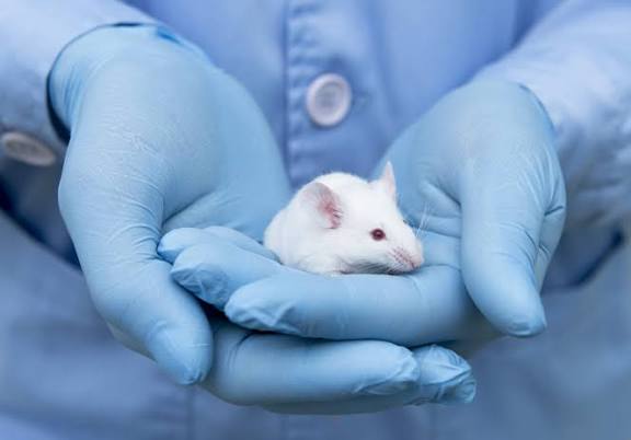 Why Mice Dominate Scientific Research Models?