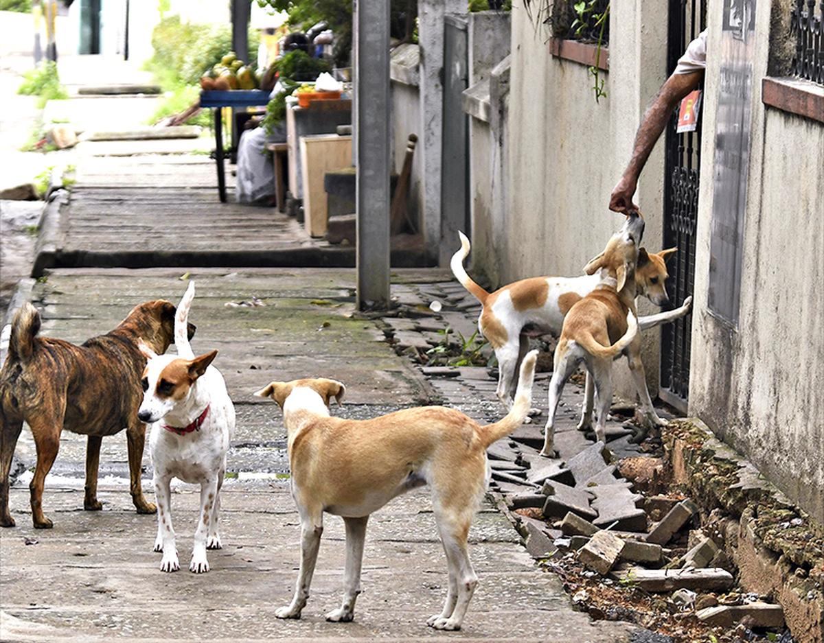 SC modifies order, Allows vaccinated stray dogs back in their localities!