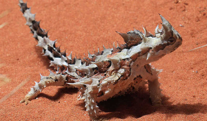 This Lizard Drinks Through Its Skin - Unbelievable but True!