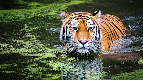Chhattisgarh tiger numbers double thanks to conservation!