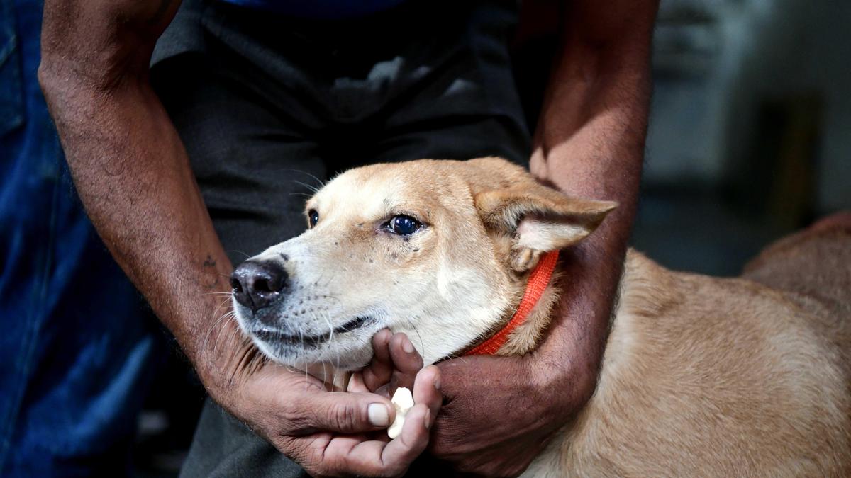 SC orders removal of Stray dogs from Schools, Hospitals and other Public Institutions!