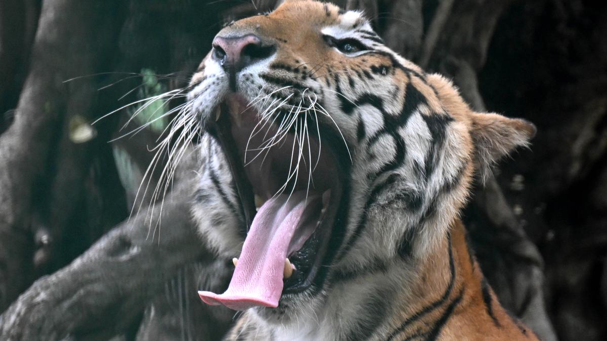 What is Big Cat Alliance & Why is it in News