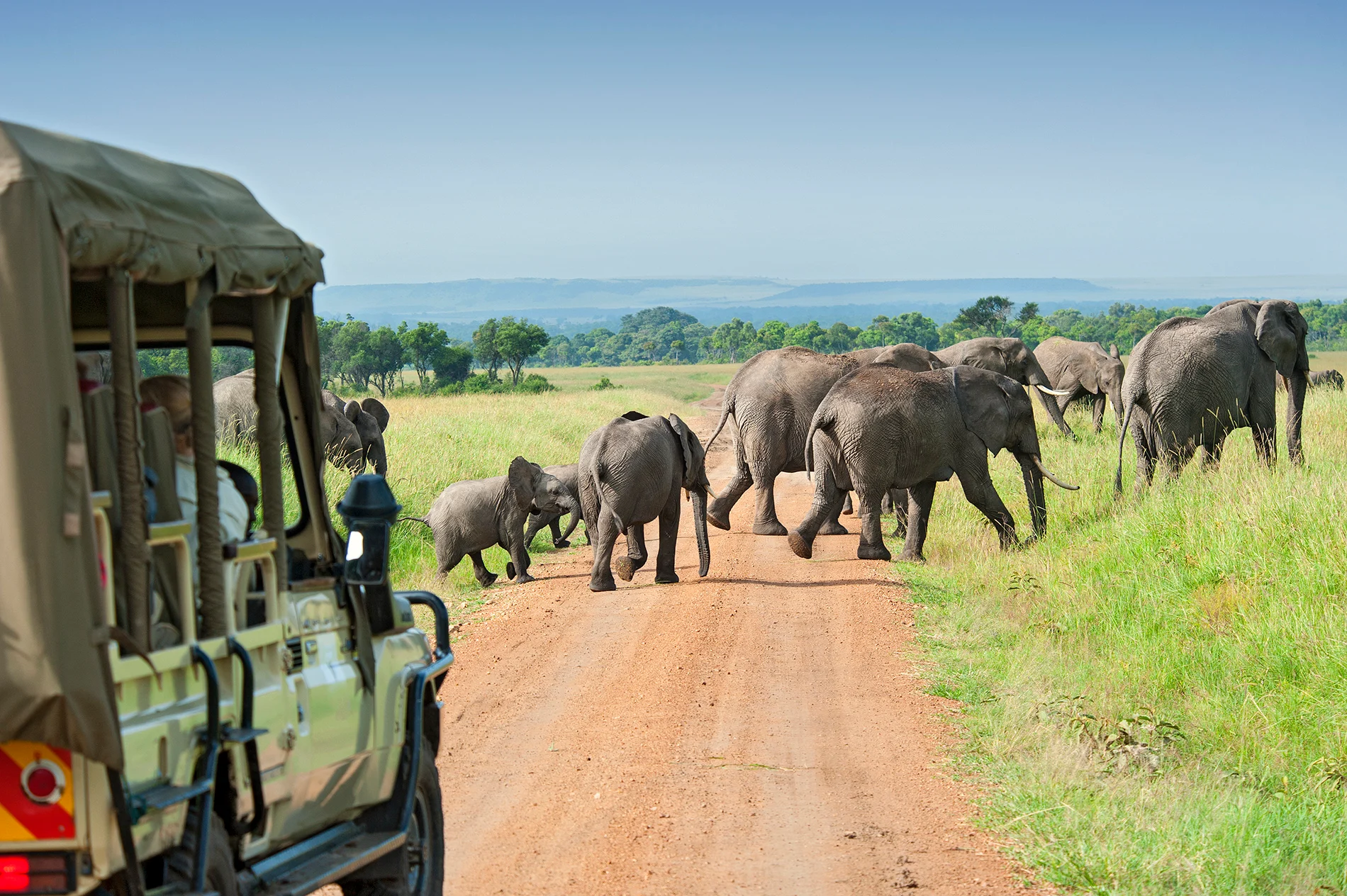 Missing these 6 safari tricks? You could walk past a tiger without even knowing!