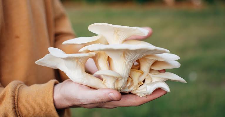 Home Oyster Mushroom Farm Earns Rs 40K Daily!