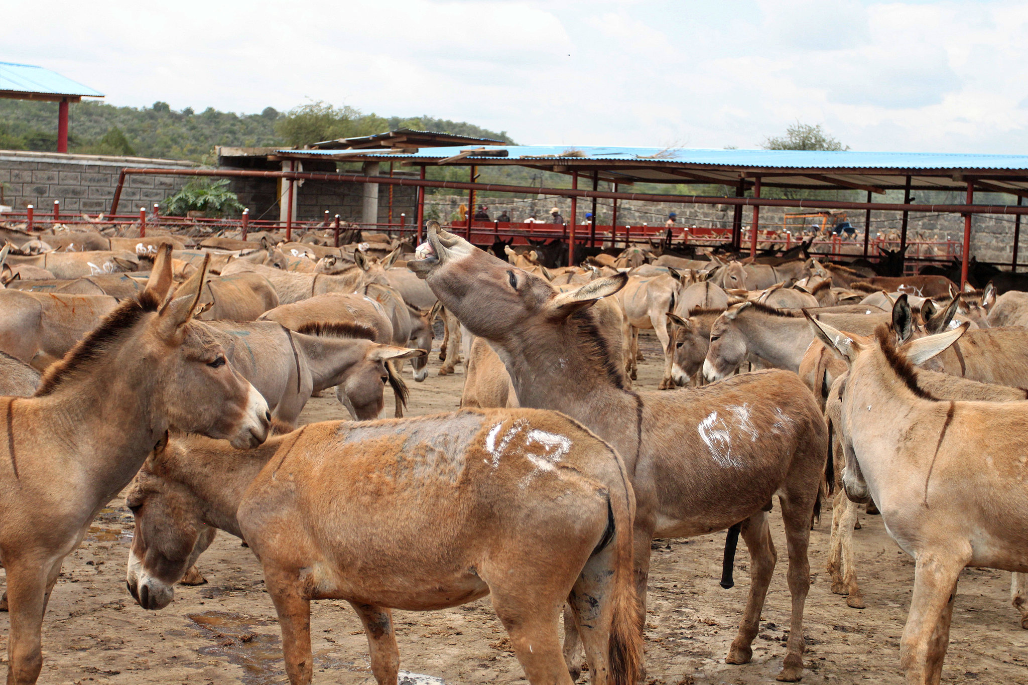 China’s medicine demand is wiping out millions of donkeys