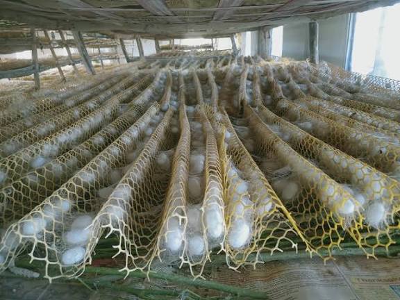 Sericulture Revival Reweaves Punjab Farmers’ Income!