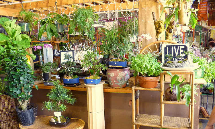 Humidity Rising? These 8 Plants bloom better when it rains!