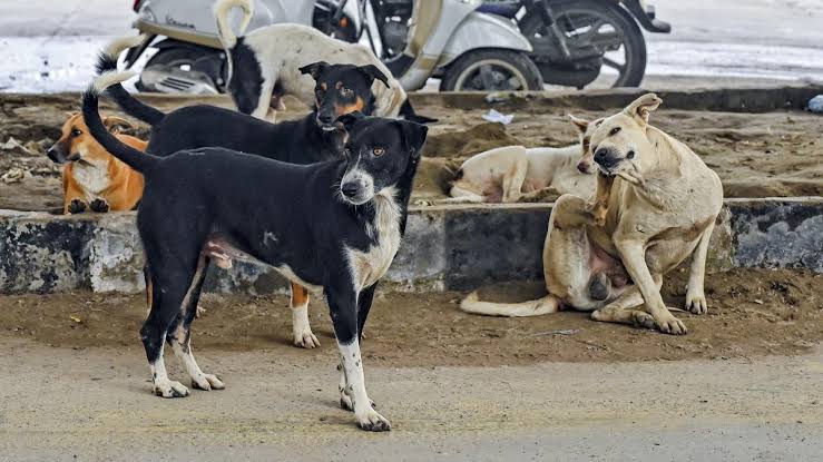 Science offers path through India’s stray dog crisis!