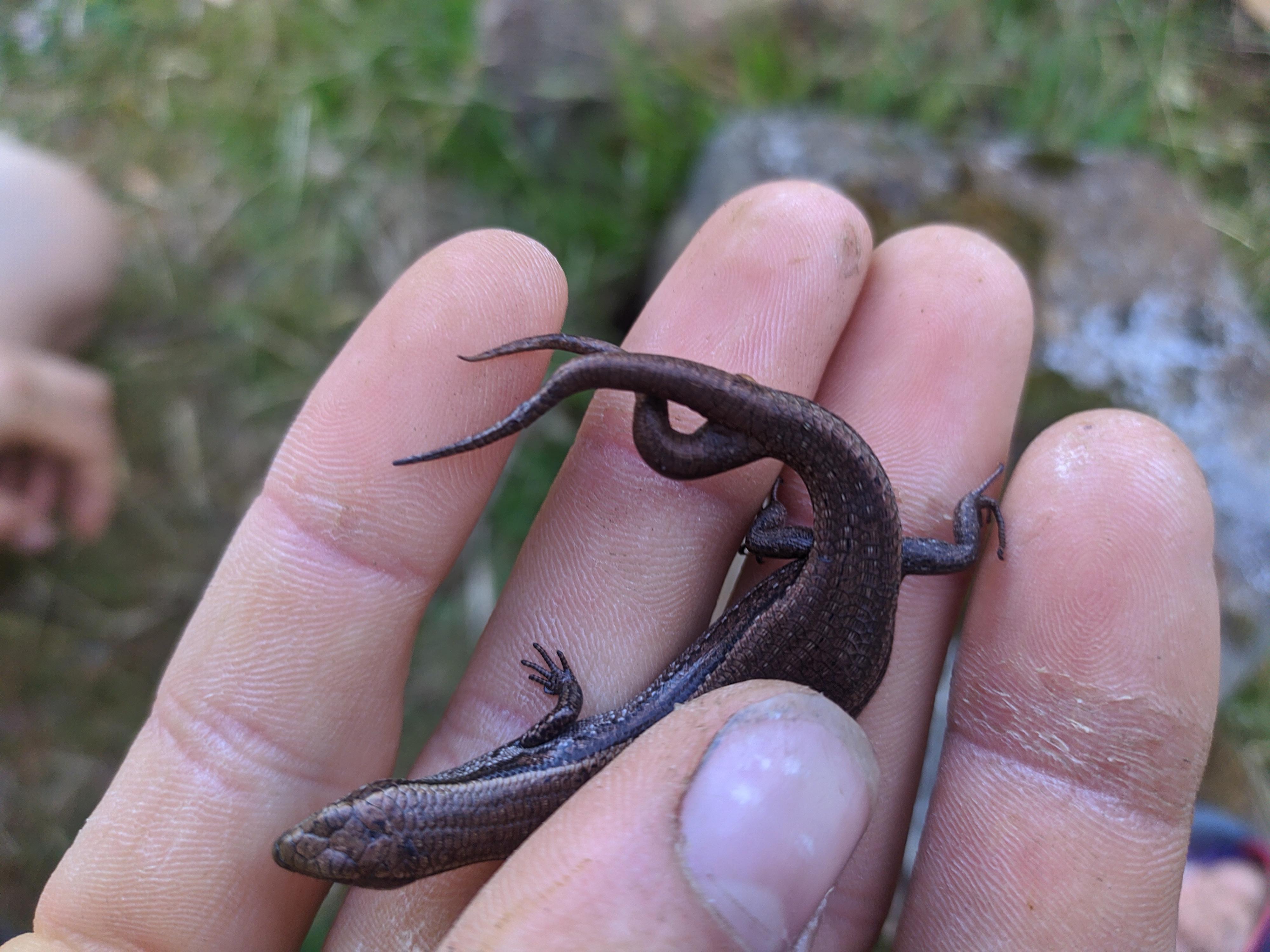 The two-tailed Lizard: Mysticism, myths & scientific reality!