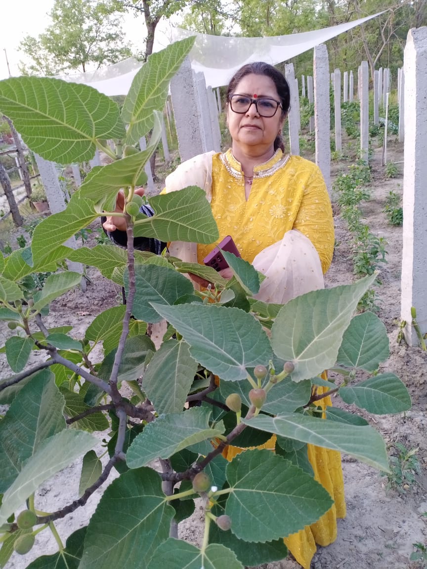 Dragon Fruit Lady Changing Himachal’s Farming Story