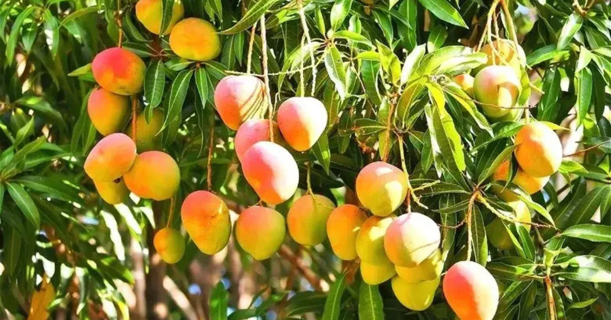 AI is silently changing mango farming in Chennai forever...