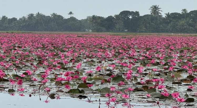 Waterlily Boom: Kuttanad’s Blooms Bring Beauty and Risk!