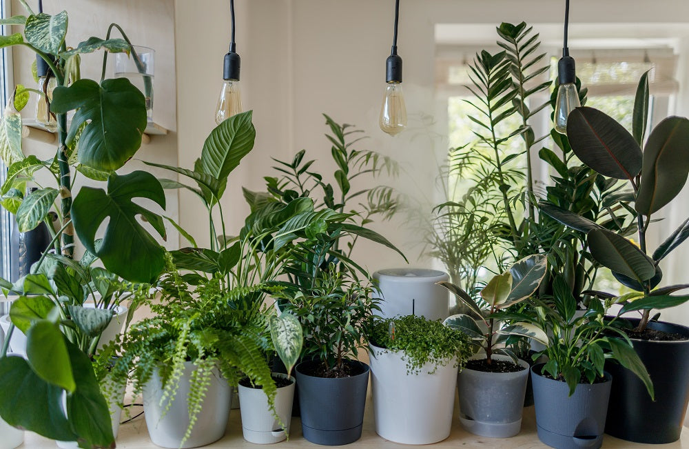 Scientists Reveal the “Just Right” Number of Indoor Pot Plants for Mental Well-being!