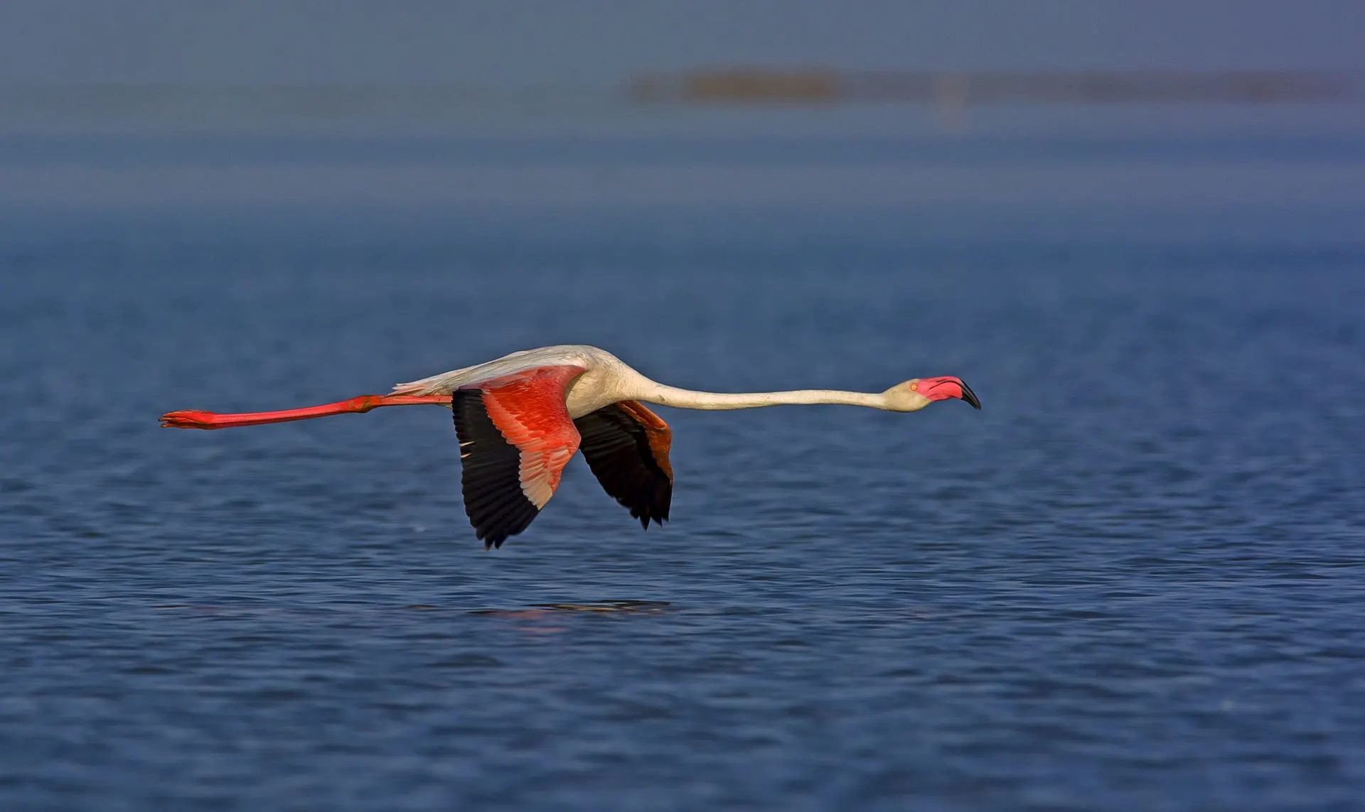 Why flamingos are obsessed with this Indian desert!