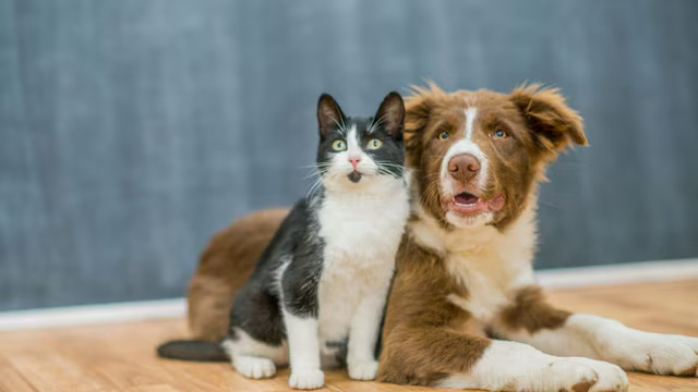 How to keep your pet safe  dry & calm during rainy season travel