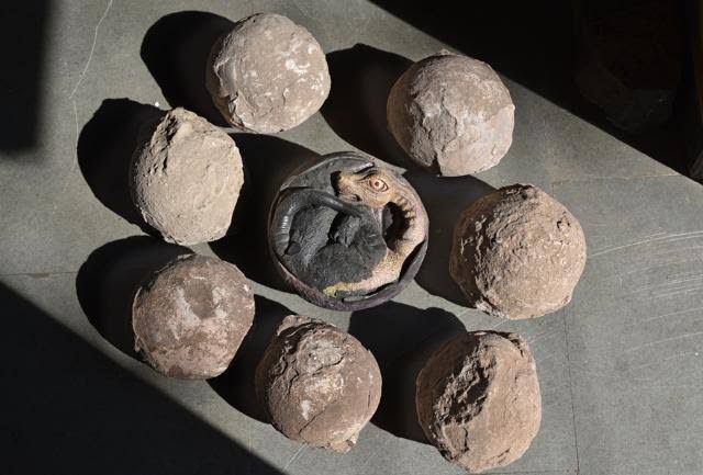 India’s treasured dinosaur eggs face export threat!