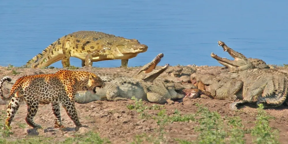 These animals never share their food!