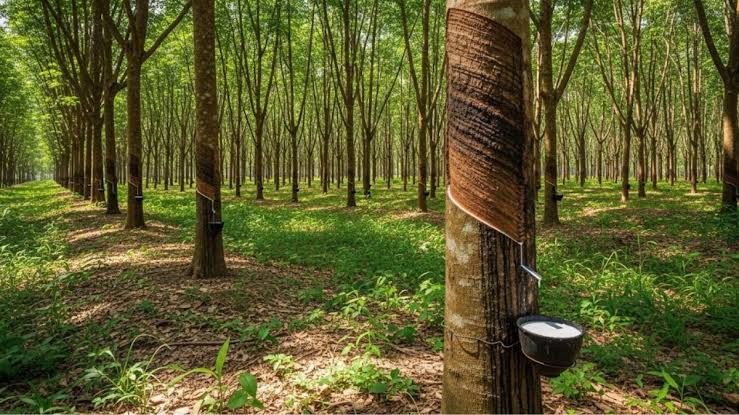 Beetle-Fungi Threat Hits Kerala Plantations
